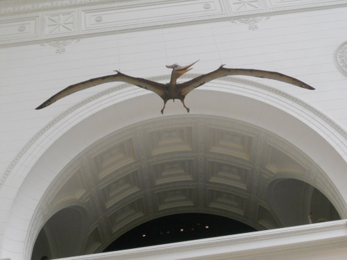 This one is a shot I took of the pterosaur reconstruction at Chicago's Field Museum. There are many known varieties of the order Pterosauria, which lived during the Cretaceous and Jurassic periods.
