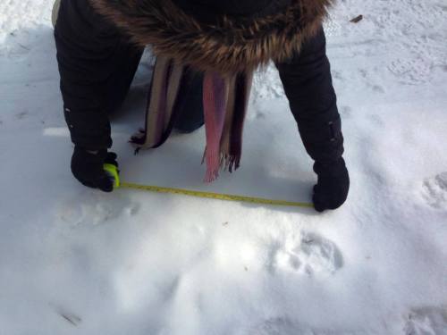 Godfrey measuring possible cougar prints in Kettle Moraine Feb. 2015